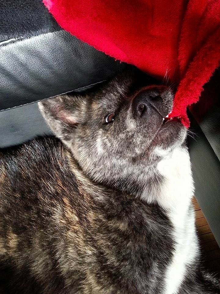 Iwa a rejoint le concours — aidez-le/la à gagner de superbes lots ! canidae, carnivore, dog, dog_breed, fawn, mammal, snout, whiskers