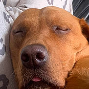 Luna is registered to the contest to win money with this photo: dog, sleeping, closeup, brown_fur, nose, tongue, pet, animal, relaxed, face, whiskers, cozy, resting, indoor, soft_light, calm, cute, muzzle, expression, fur