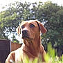Luna is registered to the contest to win money with this photo: dog, golden_brown, outdoor, garden, grass, sunlight, fence, pet, canine, animal, nature, fur, ears, nose, portrait, looking_away, daylight, blurred_background, peaceful, domestic