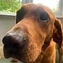 dog, brown_dog, close_up, indoor, window, curious, pet, canine, nose, whiskers, fur, ears, floor, natural_light, greenery, animal, portrait, companion, domestic_animal, friendly