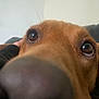 Luna is registered to the contest to win money with this photo: dog, close_up, nose, face, brown, pet, animal, curious, indoor, whiskers, fur, snout, eyes, portrait, mammal, canine, looking_up, cute, domestic_animal, friendly