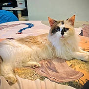 Willow joined the competition — help win amazing prizes! cat, fluffy, bed, indoor, animal, pet, feline, resting, white, brown, long_hair, looking, relaxed, home, cozy, beanbag, cat_tree, patterned_bedspread, calm, portrait