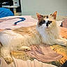 cat, fluffy, bed, indoor, animal, pet, feline, resting, white, brown, long_hair, looking, relaxed, home, cozy, beanbag, cat_tree, patterned_bedspread, calm, portrait