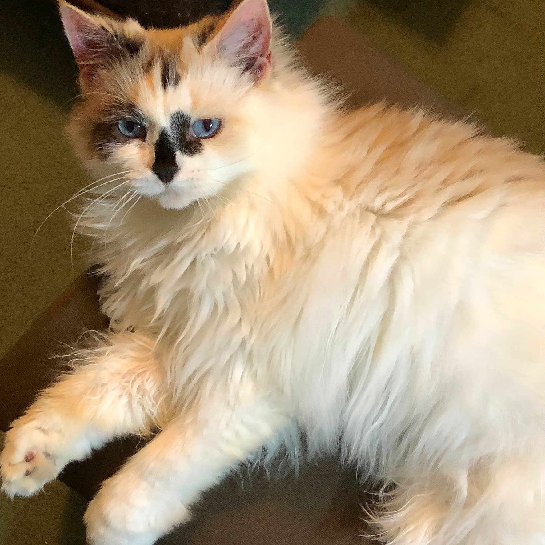 Willow is registered to the contest to win money with this photo: cat, fluffy, blue_eyes, white_fur, cream_fur, black_markings, orange_markings, pet, animal, indoor, relaxed, lounging, closeup, feline, whiskers, paw, cute, soft, domestic_cat, resting