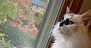 Willow joined the competition — help win amazing prizes! cat, fluffy_fur, white_cat, black_markings, window, window_screen, wooden_frame, indoor, looking_out, autumn, fall_foliage, trees, house, blue_eyes, pet, domestic_cat, curious, close_up, side_view, natural_light