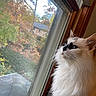 cat, fluffy_fur, white_cat, black_markings, window, window_screen, wooden_frame, indoor, looking_out, autumn, fall_foliage, trees, house, blue_eyes, pet, domestic_cat, curious, close_up, side_view, natural_light