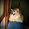 Willow joined the competition — help win amazing prizes! cat, fluffy, blue_eyes, window, denim, wooden_frame, indoor, pet, feline, relaxed, natural_light, cozy, serene, closeup, portrait, animal, domestic_cat, resting, soft_fur, sunlight