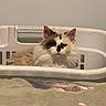 Willow joined the competition — help win amazing prizes! cat, laundry_basket, indoor, pet, fluffy, white, brown, black, feline, animal, resting, curious, container, household, quiet, unique_markings, cozy, domestic, still_life, cute