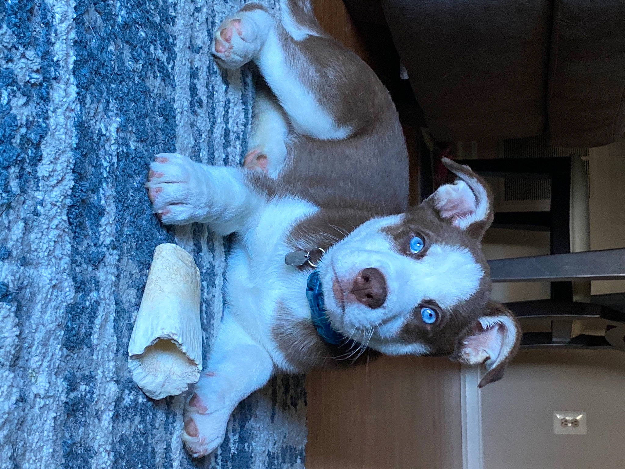 Eleanor is registered to the contest to win money with this photo: art, carnivore, companion_dog, dog_breed, door, fawn, flesh, fur, non_sporting_group, snout, sporting_group, tail, wood, working_animal