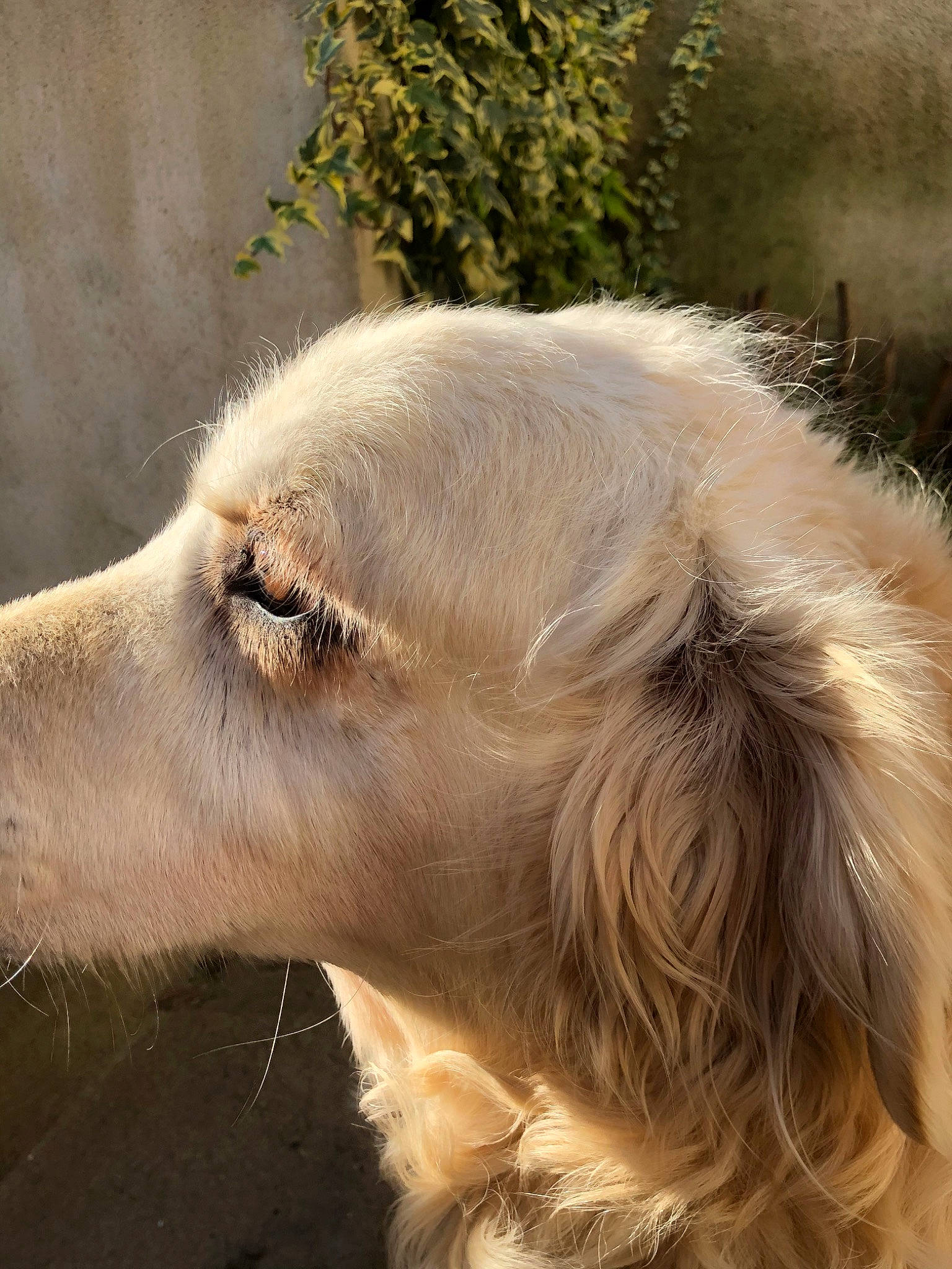 Dipsy a rejoint le concours — aidez-le/la à gagner de superbes lots ! borzoi, canidae, carnivore, companion_dog, dog, dog_breed, fur, mammal, snout, sporting_group, vertebrate