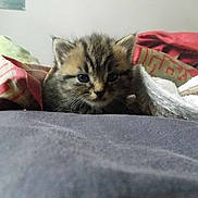 Féline participe au concours pour gagner de l'argent avec cette photo :