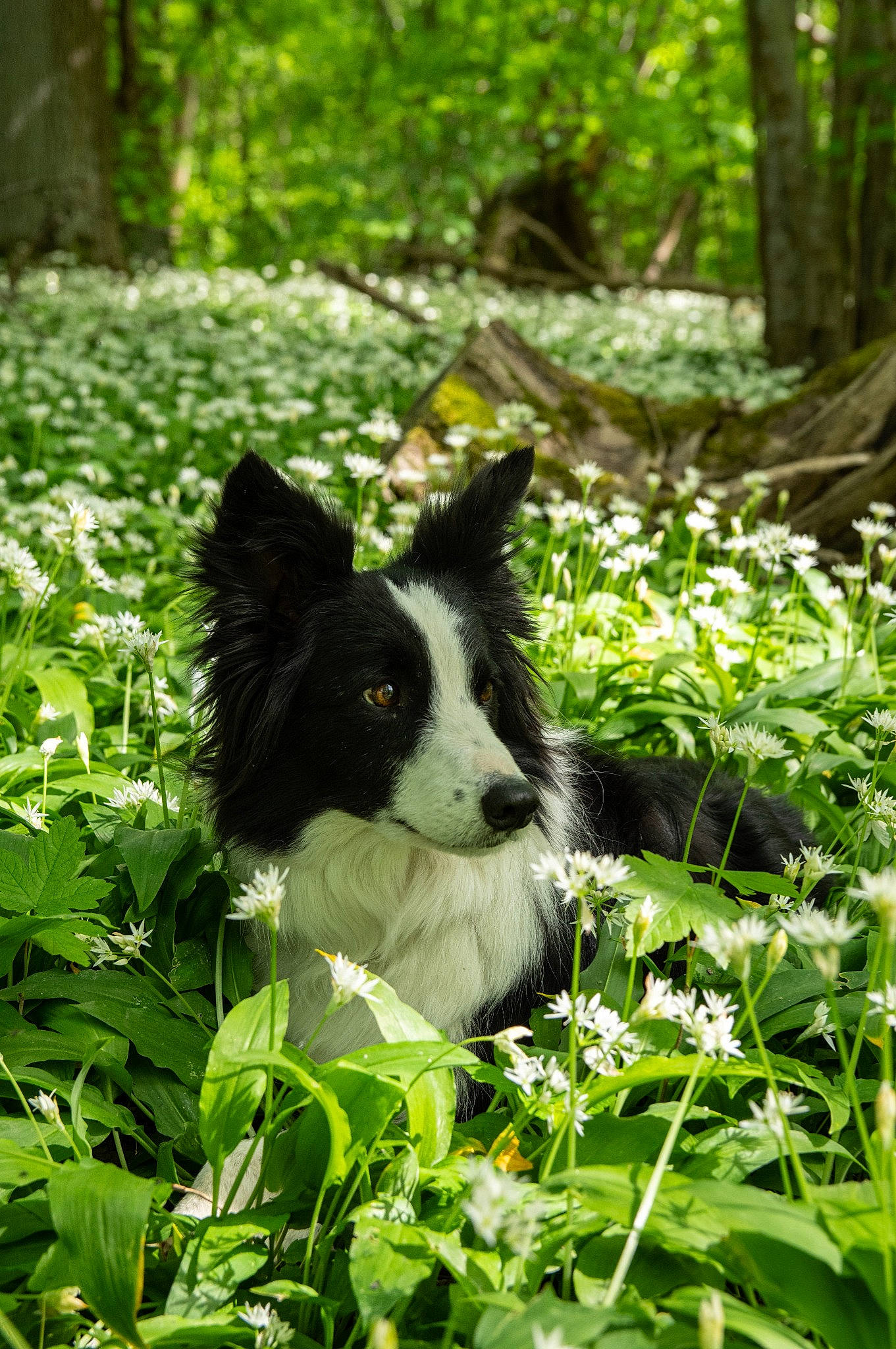 Naïa a rejoint le concours — aidez-le/la à gagner de superbes lots ! biome, border_collie, carnivore, companion_dog, dog, dog_breed, flyball, forest, grass, groundcover, herding_dog, natural_landscape, nature_reserve, plant, sporting_group, tail, terrestrial_plant, tree, vegetation, working_animal