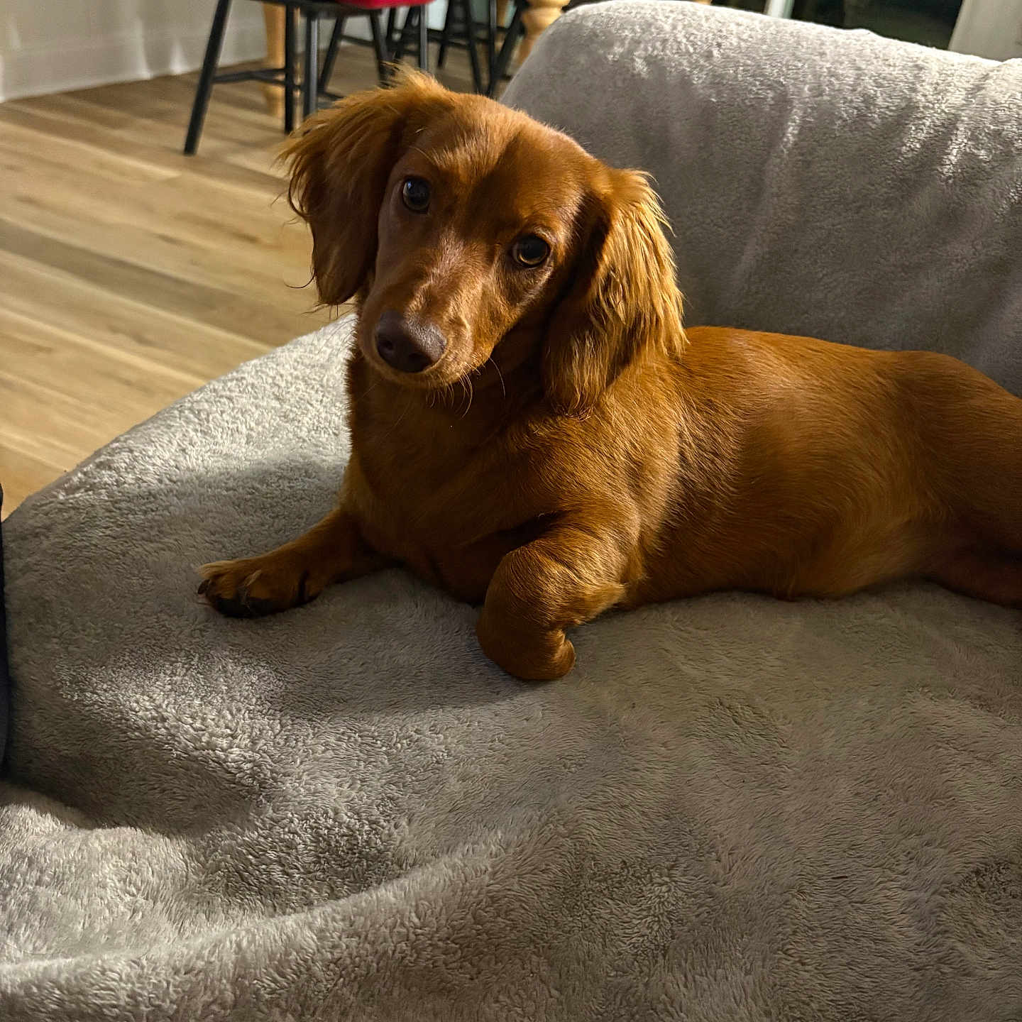 Piper is registered to the contest to win money with this photo: animal, blanket, brown_dog, chair, couch, cozy, curious, dachshund, dog, ears, fur, furniture, home, indoor, laundry_basket, looking_at_camera, pet, relaxed, table, wooden_floor