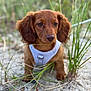 Piper is registered to the contest to win money with this photo: puppy, dog, brown_dog, pet, young_dog, floppy_ears, white_harness, outdoor, nature, grass, sand, close_up, portrait, animal, cute, small_dog, sitting, canine, fur, adorable