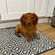 Piper joined the competition — help win amazing prizes! dog, puppy, dachshund, brown_dog, indoor, kitchen, rug, wood_floor, cabinet, pet, animal, curious, sitting, floor, furniture, home, domestic, cute, small_dog, portrait