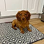 dog, puppy, dachshund, brown_dog, indoor, kitchen, rug, wood_floor, cabinet, pet, animal, curious, sitting, floor, furniture, home, domestic, cute, small_dog, portrait