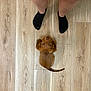 puppy, dog, brown_dog, floor, wooden_floor, legs, black_socks, pet, looking_up, cute, indoor, animal, companion, tail, curious, standing, human, top_down_view, domestic, small_dog