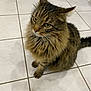 cat, tabby, fluffy, pet, animal, feline, floor, tile, indoor, whiskers, ears, fur, tail, sitting, cute, domestic_animal, mammal, looking, closeup, portrait