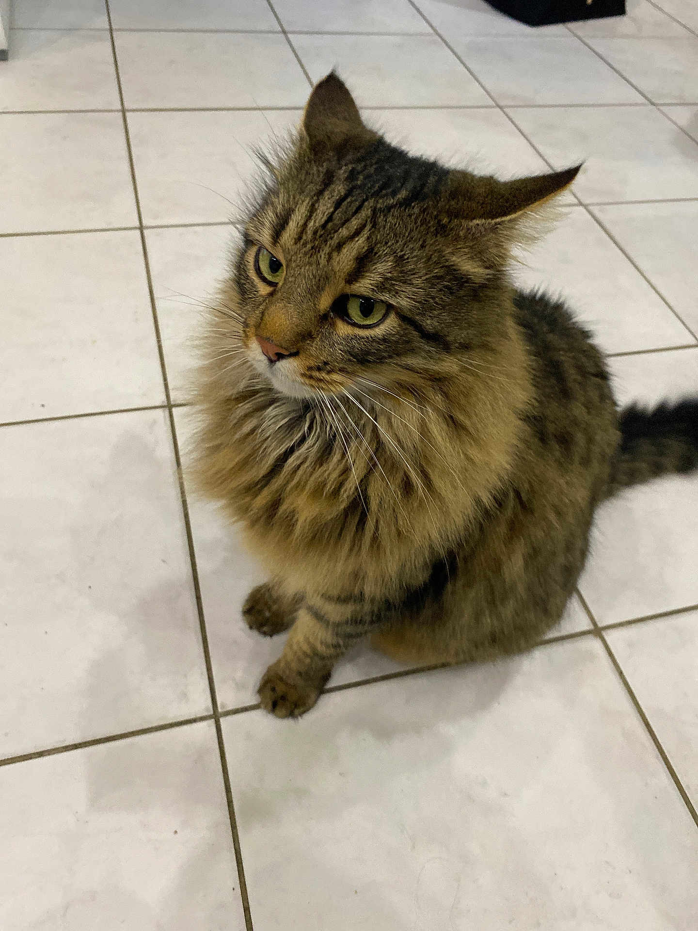 Plume a rejoint le concours — aidez-le/la à gagner de superbes lots ! cat, tabby, fluffy, pet, animal, feline, floor, tile, indoor, whiskers, ears, fur, tail, sitting, cute, domestic_animal, mammal, looking, closeup, portrait