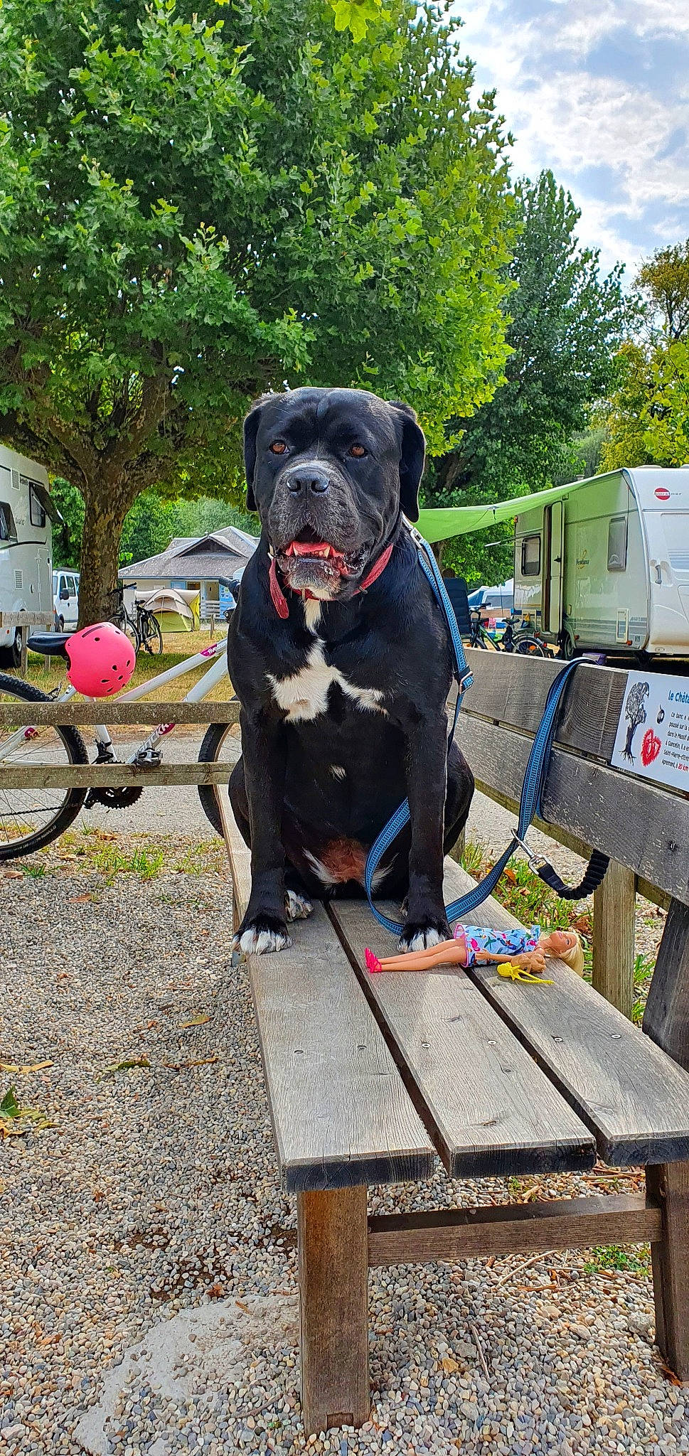 Prisca a rejoint le concours — aidez-le/la à gagner de superbes lots ! canidae, carnivore, cloud, collar, companion_dog, dog, dog_breed, dog_collar, fawn, leash, plant, recreation, snout, sporting_group, tire, tree, truck, vehicle, wheel, working_animal