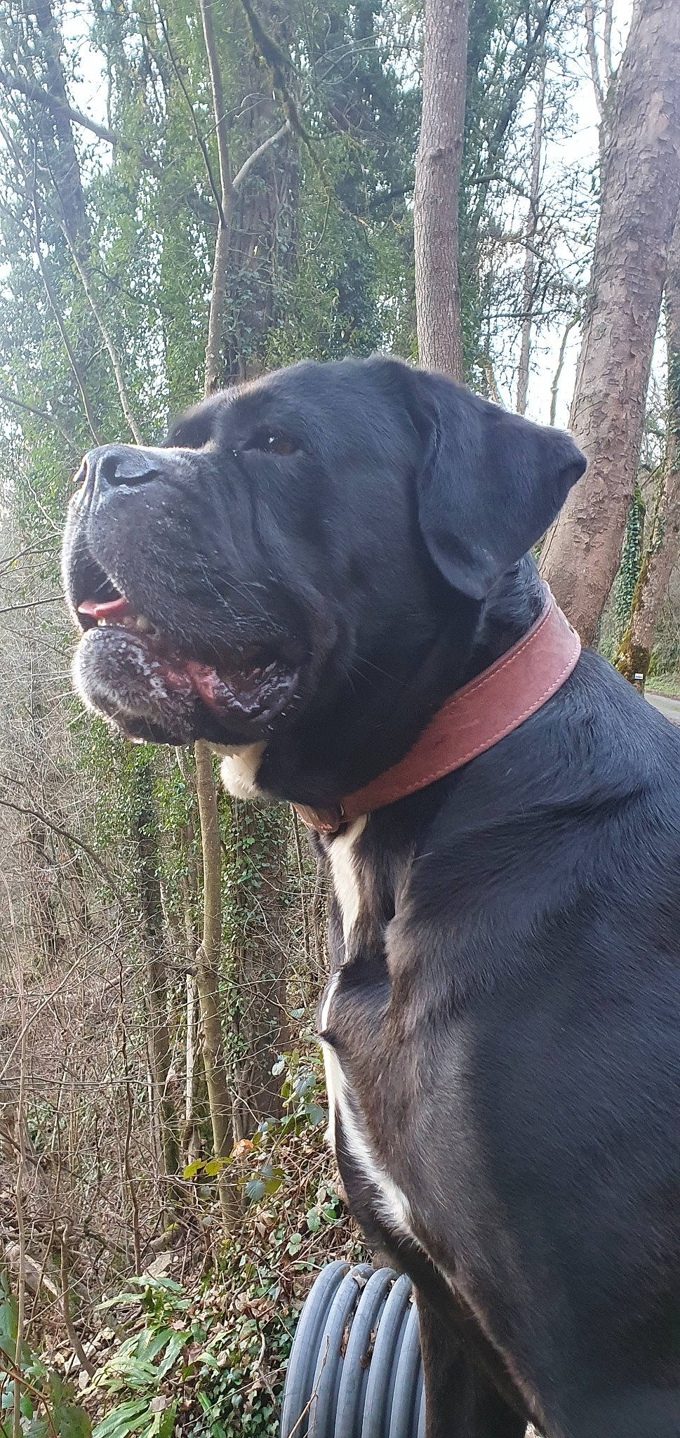 Prisca a rejoint le concours — aidez-le/la à gagner de superbes lots ! canidae, carnivore, collar, companion_dog, dog, dog_breed, dog_collar, fawn, fur, grass, hat, hunting_dog, molosser, non_sporting_group, plant, sporting_group, terrestrial_animal, tree, working_animal, working_dog