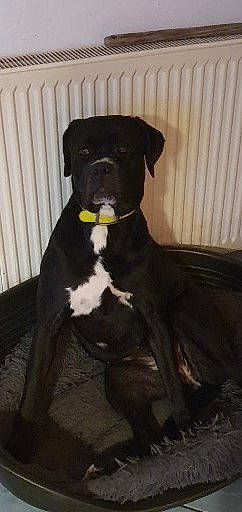 Prisca a rejoint le concours — aidez-le/la à gagner de superbes lots ! ancient_dog_breeds, borador, canidae, carnivore, collar, companion_dog, dog, dog_breed, dog_collar, fawn, guard_dog, hunting_dog, molosser, non_sporting_group, snout, sporting_group, tail, terrestrial_animal, working_animal, working_dog