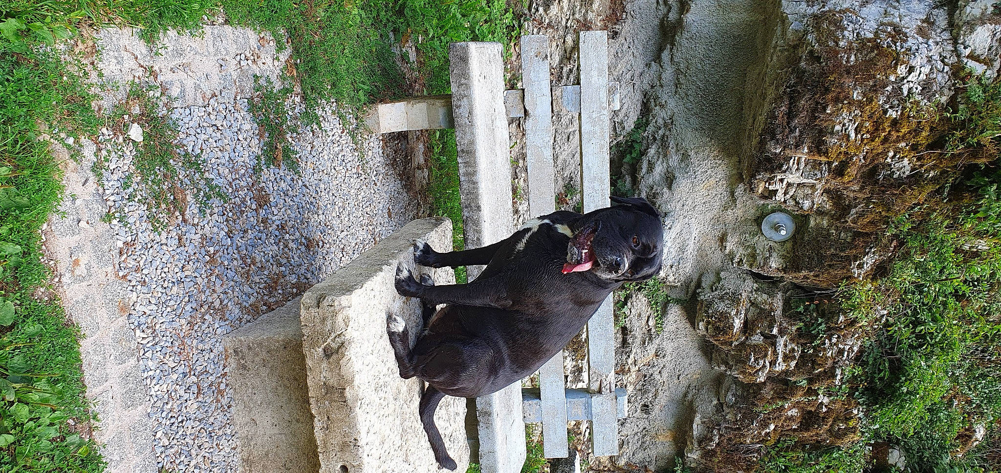 Prisca participe au concours pour gagner de l'argent avec cette photo : adventure, canidae, carnivore, collar, companion_dog, dog, dog_breed, dog_collar, dog_supply, fawn, grass, pet_supply, plant, snout, sporting_group, tail, tree, trunk, water, working_animal