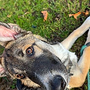 Aïko a rejoint le concours — aidez-le/la à gagner de superbes lots ! dog, close_up, outdoor, grass, leash, fur, brown, black, white, pet, animal, canine, ears, snout, collar, nature, playful, companion, friend, curious