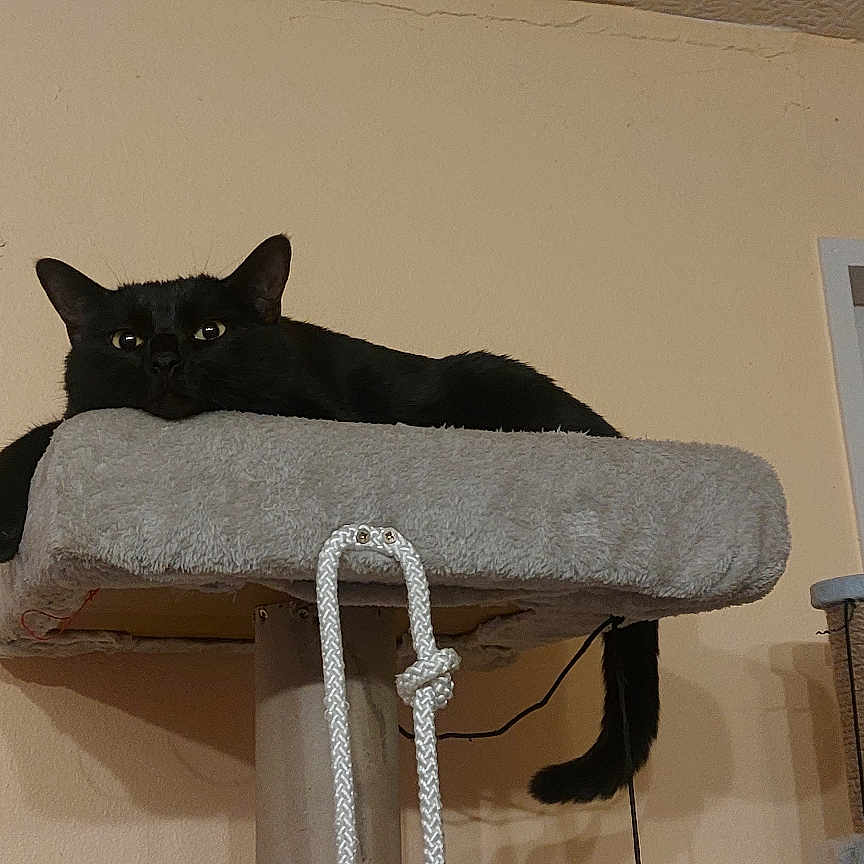 Tichat participe au concours pour gagner de l'argent avec cette photo : abyssinian, airconditioner, animal, appliance, bed, blackcat, cat, curtain, device, electricaldevice, furniture, homedecor, indoors, manx, pet, plywood, shelf, window, windowshade, wood