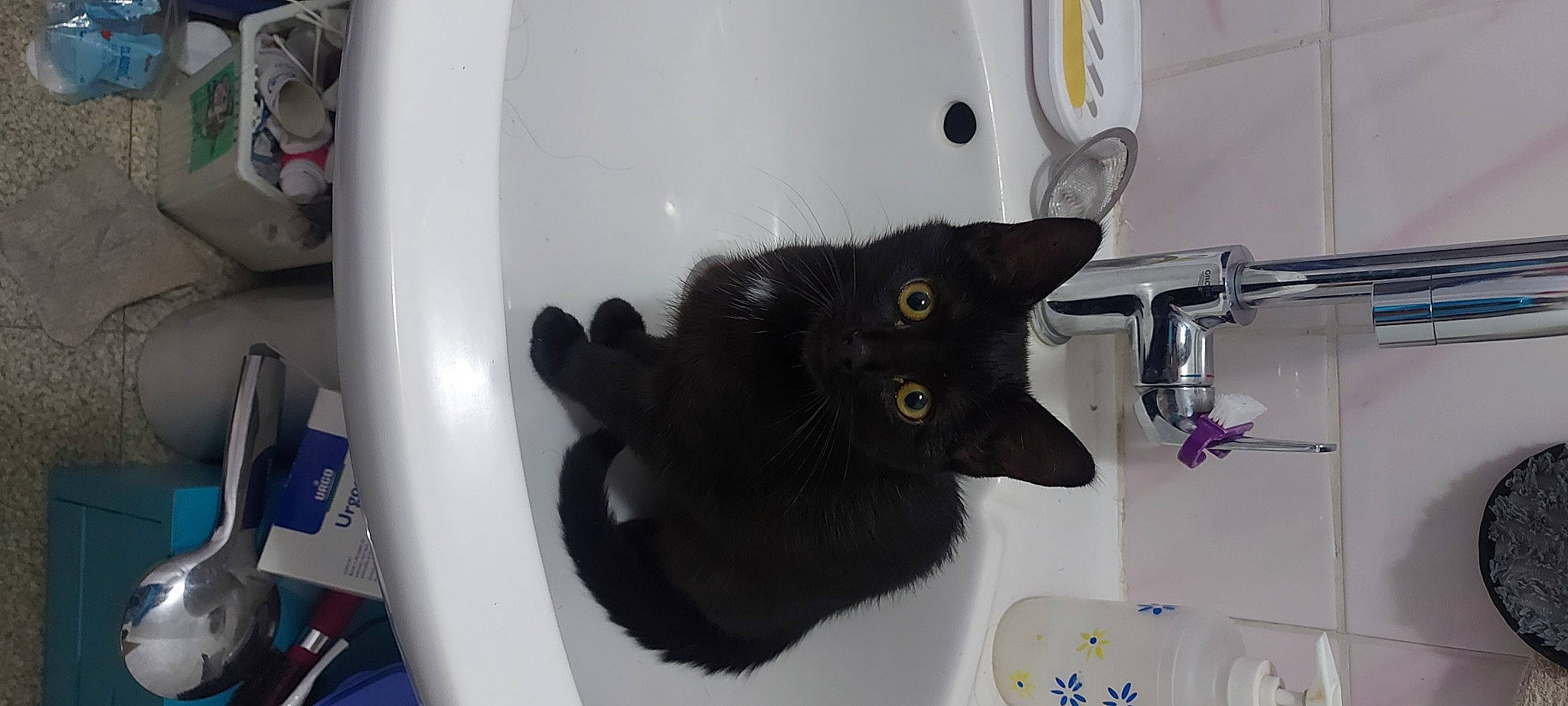 Tichat a rejoint le concours — aidez-le/la à gagner de superbes lots ! black_cat, bombay, carnivore, cat, cat_supply, claw, domestic_short_haired_cat, felidae, fur, paw, pet_supply, plumbing, plumbing_fixture, room, sink, small_to_medium_sized_cats, snout, tail, whiskers