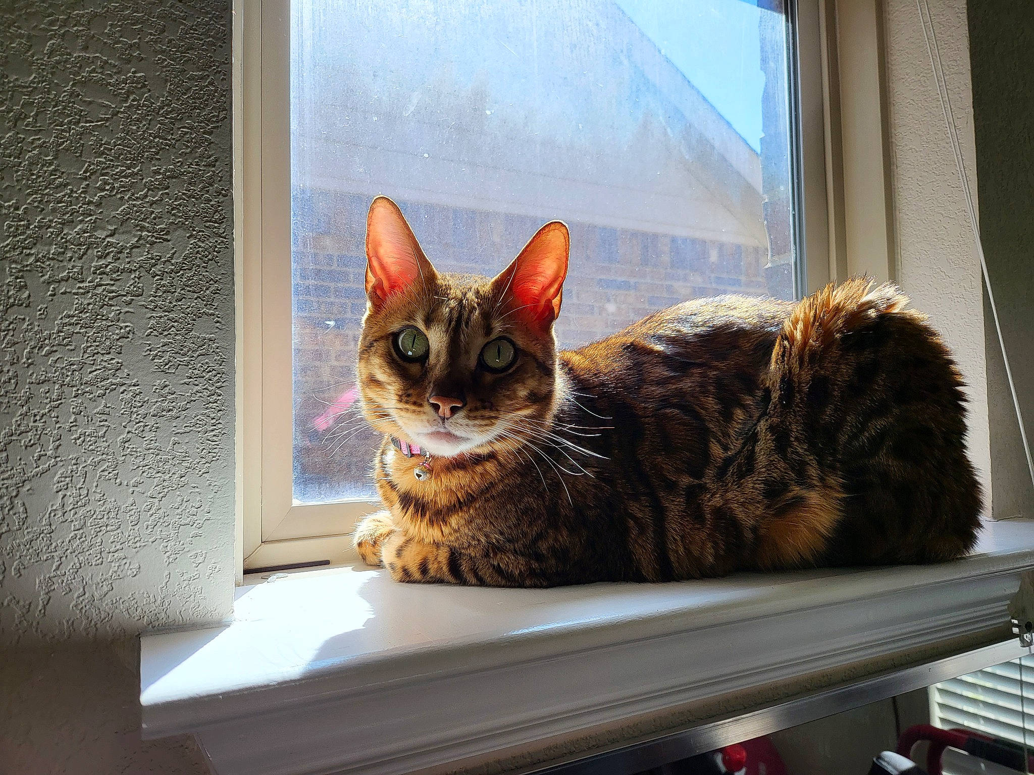 Hannah joined the competition — help win amazing prizes! carnivore, cat, cat_supply, comfort, domestic_short_haired_cat, felidae, fixture, fur, interior_design, pet_supply, rectangle, room, sitting, small_to_medium_sized_cats, snout, tail, tree, whiskers, window, wood