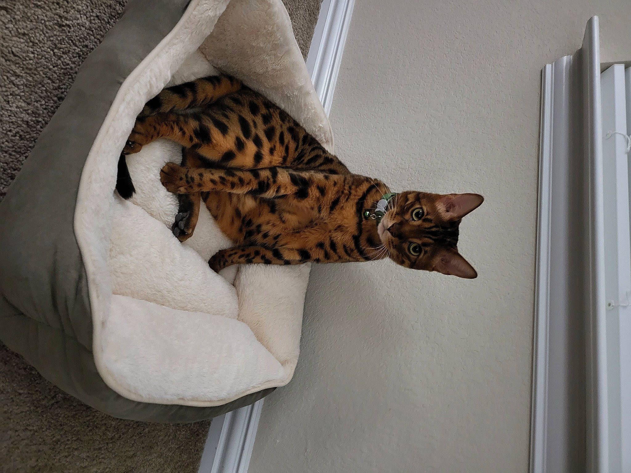 Hunter is registered to the contest to win money with this photo: bed, carnivore, cat, cat_bed, cat_supply, comfort, domestic_short_haired_cat, door, fawn, felidae, fur, pattern, paw, room, small_to_medium_sized_cats, snout, tail, terrestrial_animal, whiskers, wood