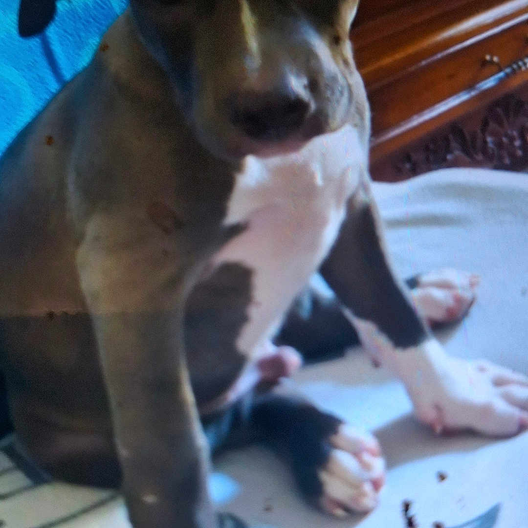 Venom a rejoint le concours — aidez-le/la à gagner de superbes lots ! animal, black_and_white, blanket, canine, companion, cute, dog, ears, fur, furniture, home, indoor, legs, nose, paw, pet, puppy, resting, sitting, young_dog