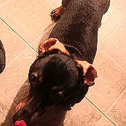 Winston joined the competition — help win amazing prizes! dog, black, tan, tongue, floor, tile, pet, animal, canine, indoor, fur, ears, paw, cute, looking, mammal, companion, domestic, friendly, blurred