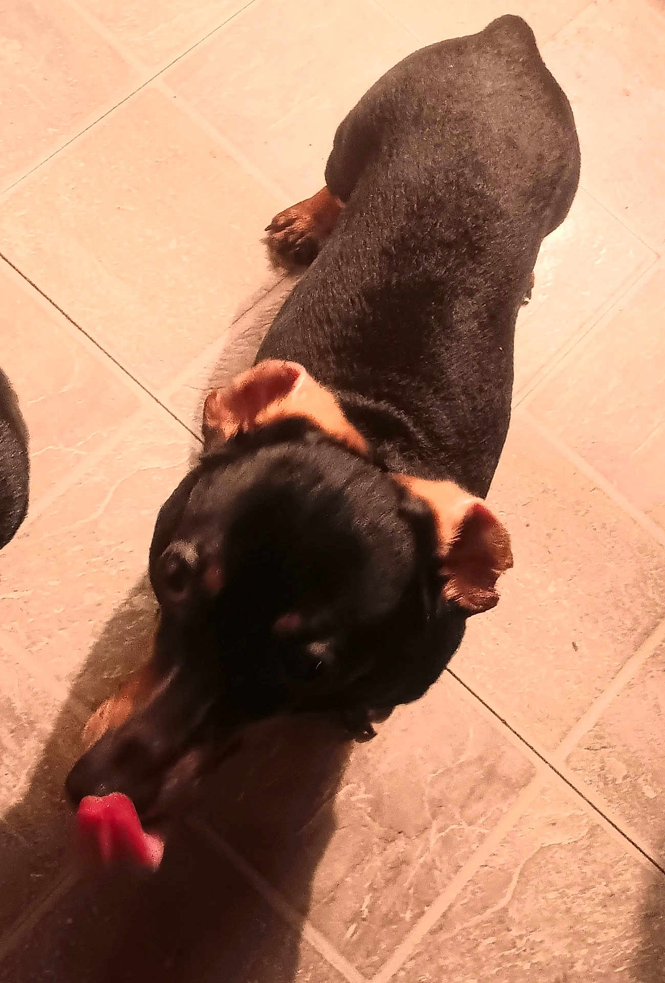 Winston