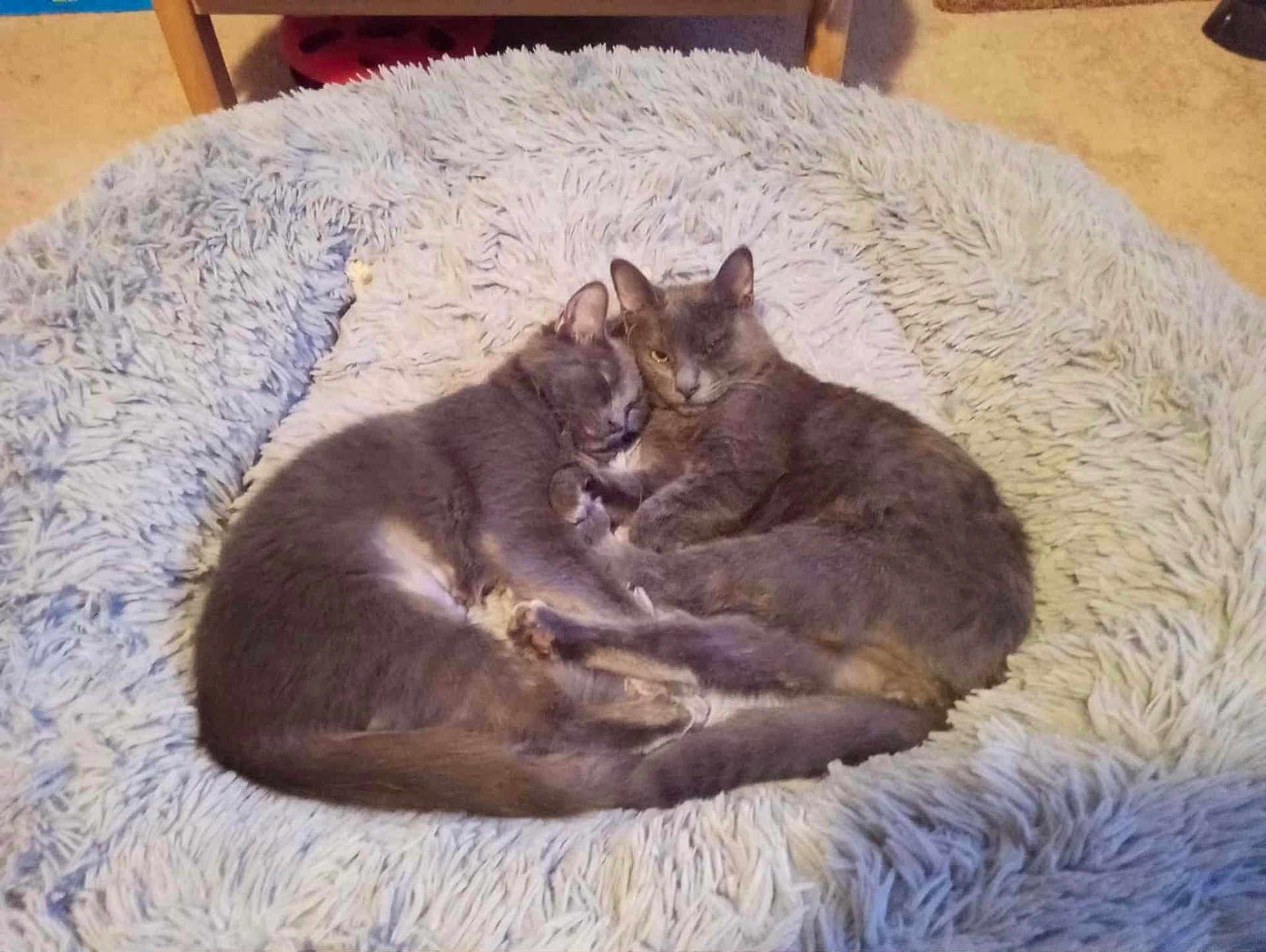 Sophie And Henry joined the competition — help win amazing prizes! cat, cats, gray_cat, sleeping, cozy, bed, fluffy, furry, pets, animal, cute, resting, indoor, two_cats, snuggling, fur, tail, ears, relaxed, companion