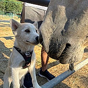 Audrey Bonnet a rejoint le concours — aidez-le/la à gagner de superbes lots ! puppy, dog, horse, farm, outdoor, sunny, animal_interaction, metal_rail, harness, person, casual_clothing, grass, dirt, shadow, closeup, snout, curious, standing, nature, daylight