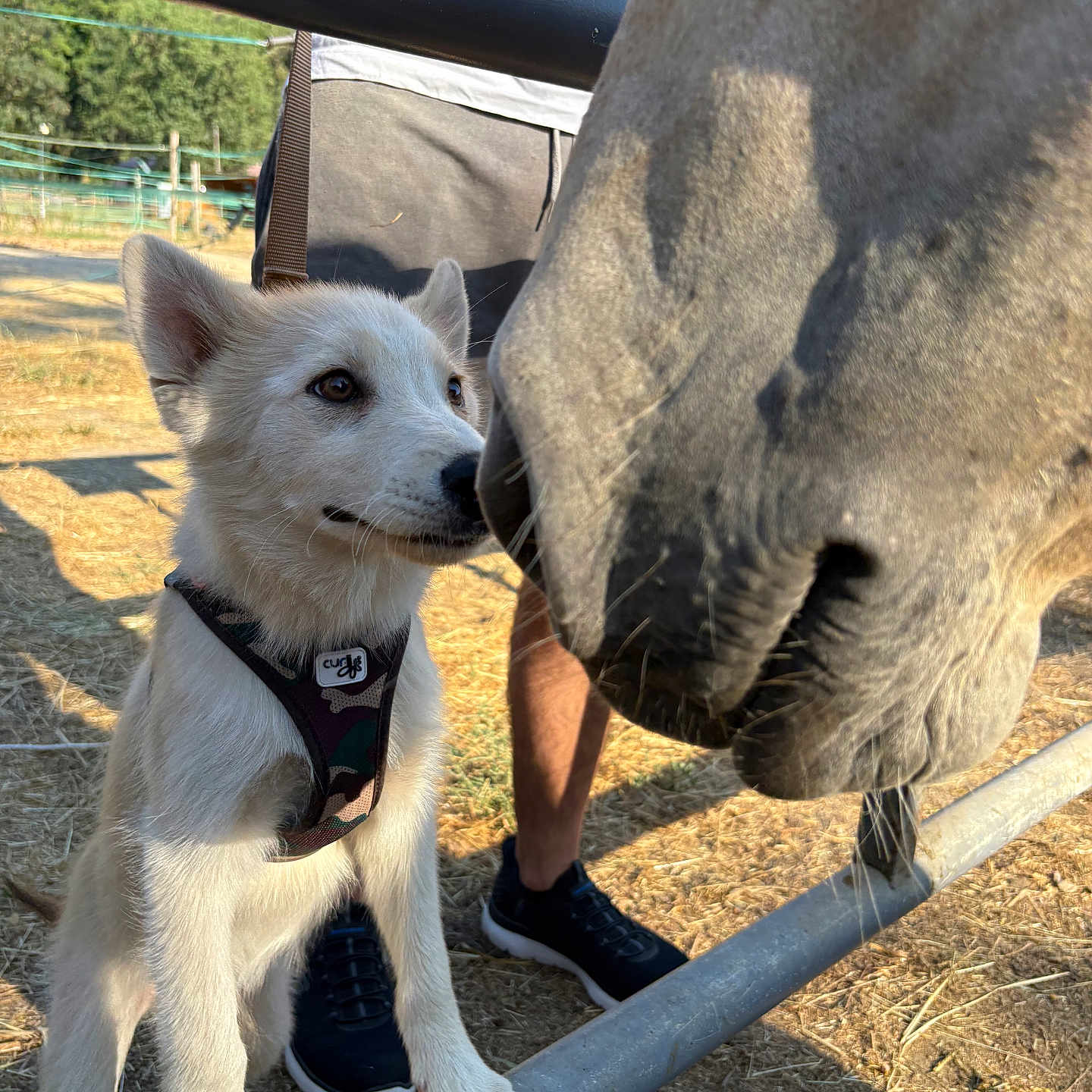 Audrey Bonnet a rejoint le concours — aidez-le/la à gagner de superbes lots ! puppy, dog, horse, farm, outdoor, sunny, animal_interaction, metal_rail, harness, person, casual_clothing, grass, dirt, shadow, closeup, snout, curious, standing, nature, daylight