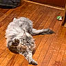 cat, gray_cat, fluffy, wooden_floor, indoor, pet, animal, playful, curious, paw, feline, long_hair, stretching, household, door, floorboards, domestic_cat, whiskers, tail, cute