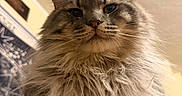 Leon is registered to the contest to win money with this photo: animal, cat, close_up, cozy, cute, domestic_cat, ears, face, feline, fluffy, fur, indoor, long_hair, looking_down, muzzle, pet, portrait, relaxed, soft_texture, whiskers