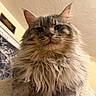 Leon is registered to the contest to win money with this photo: cat, fluffy, long_hair, pet, indoor, close_up, feline, animal, whiskers, ears, face, portrait, cute, domestic_cat, fur, muzzle, relaxed, looking_down, soft_texture, cozy