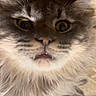 Leon is registered to the contest to win money with this photo: cat, gray_cat, fluffy_fur, wide_eyes, fangs, close_up, pet, animal, whiskers, ears, indoor, curious, feline, cute, portrait, looking_up, soft_fur, domestic_cat, face, expression