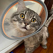 Leon is registered to the contest to win money with this photo: cat, tabby_cat, cone_collar, yellow_eyes, pet, indoor, wooden_floor, curious, feline, whiskers, ears, fur, domestic_animal, looking_up, closeup, animal_care, household, companion, cute, standing