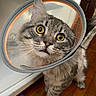 cat, tabby_cat, cone_collar, yellow_eyes, pet, indoor, wooden_floor, curious, feline, whiskers, ears, fur, domestic_animal, looking_up, closeup, animal_care, household, companion, cute, standing