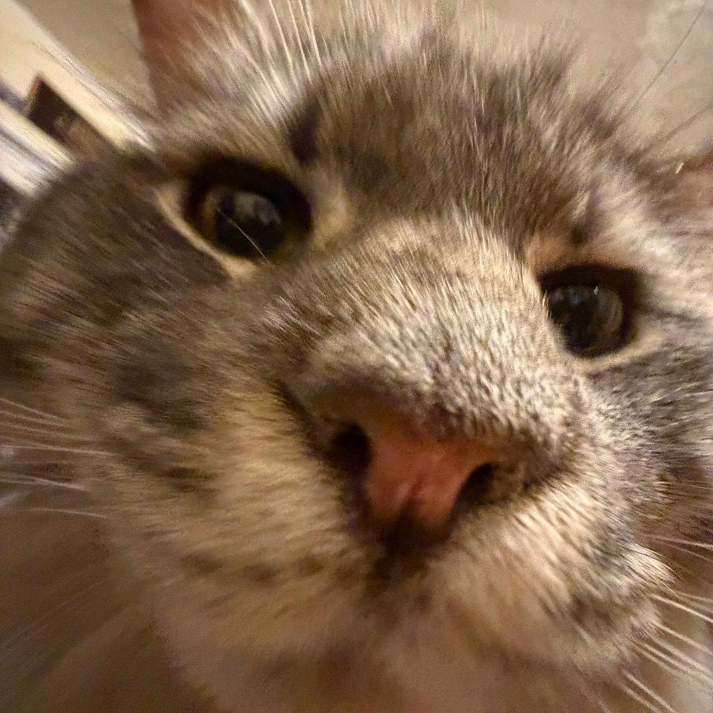 Leon joined the competition — help win amazing prizes! cat, close_up, face, whiskers, fur, nose, eyes, indoor, curious, pet, animal, feline, closeup, portrait, cute, muzzle, tabby, soft, blurred_background, domestic