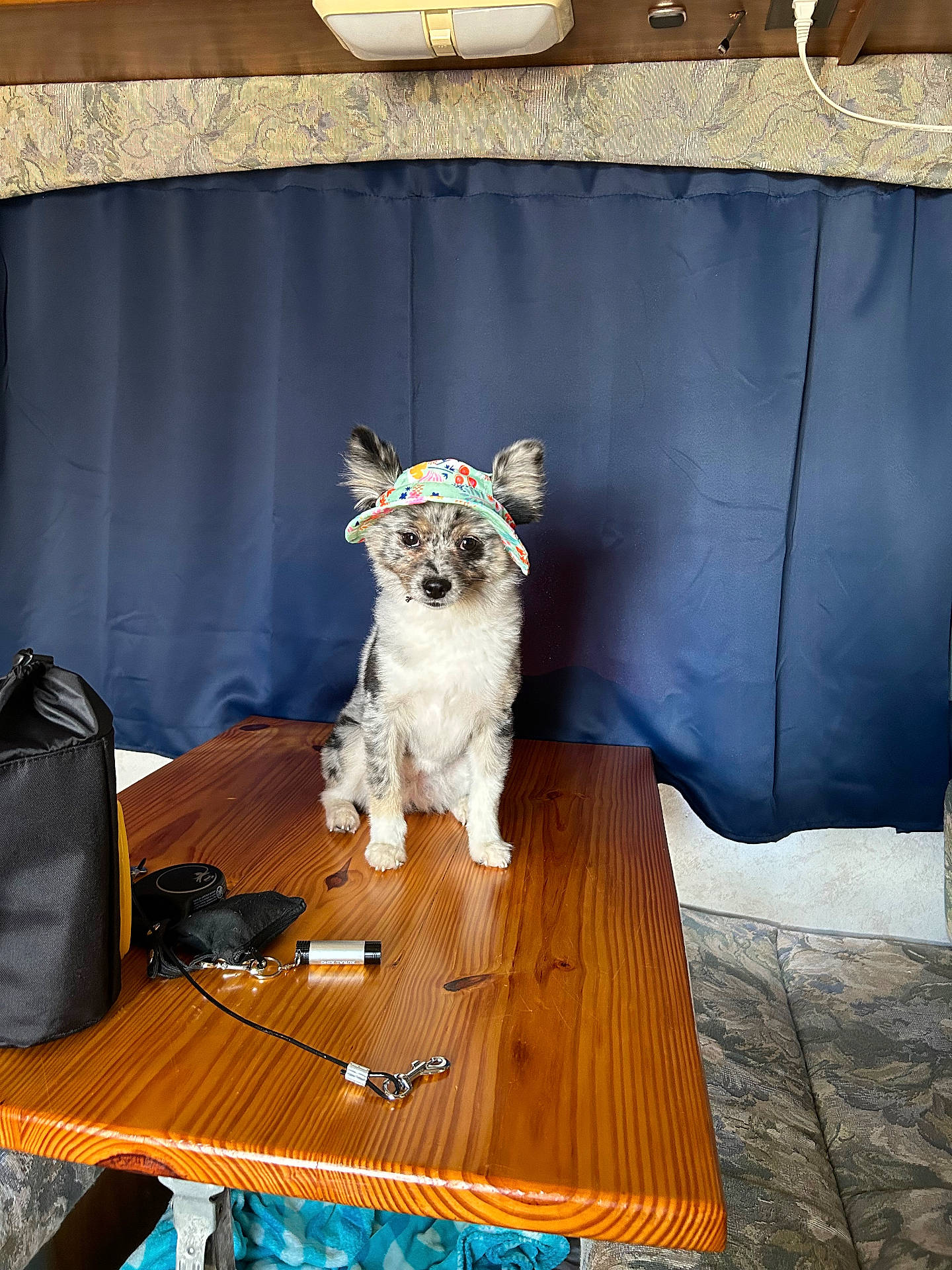 Roxy joined the competition — help win amazing prizes! accessories, animal, bag, canine, couch, desk, diningtable, dog, furniture, handbag, hardwood, indoors, interiordesign, pet, plywood, puppy, stainedwood, table, tabletop, wood