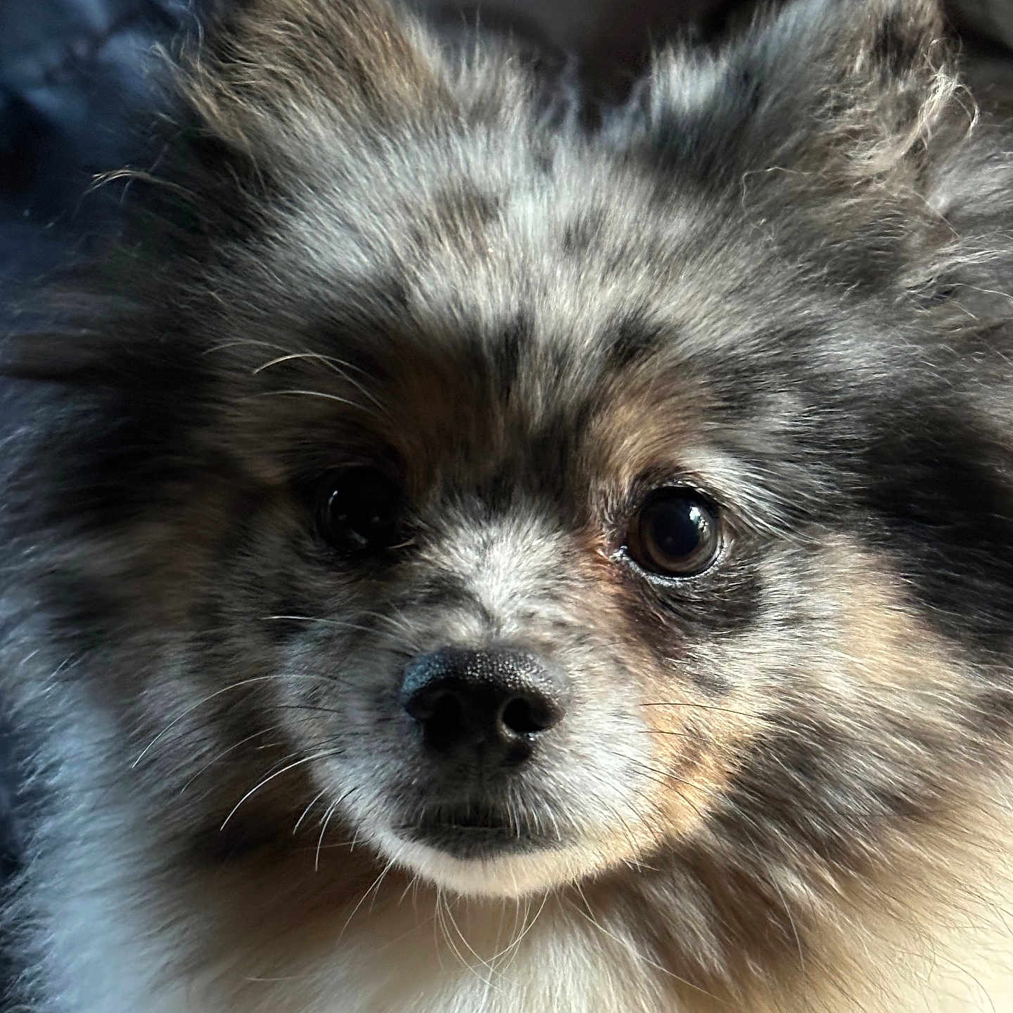 Roxy is registered to the contest to win money with this photo: affenpinscher, animal, canine, chihuahua, cockerspaniel, couch, dog, eskimodog, face, furniture, head, papillon, person, pet, photography, poodle, portrait, puppy, snout, terrier