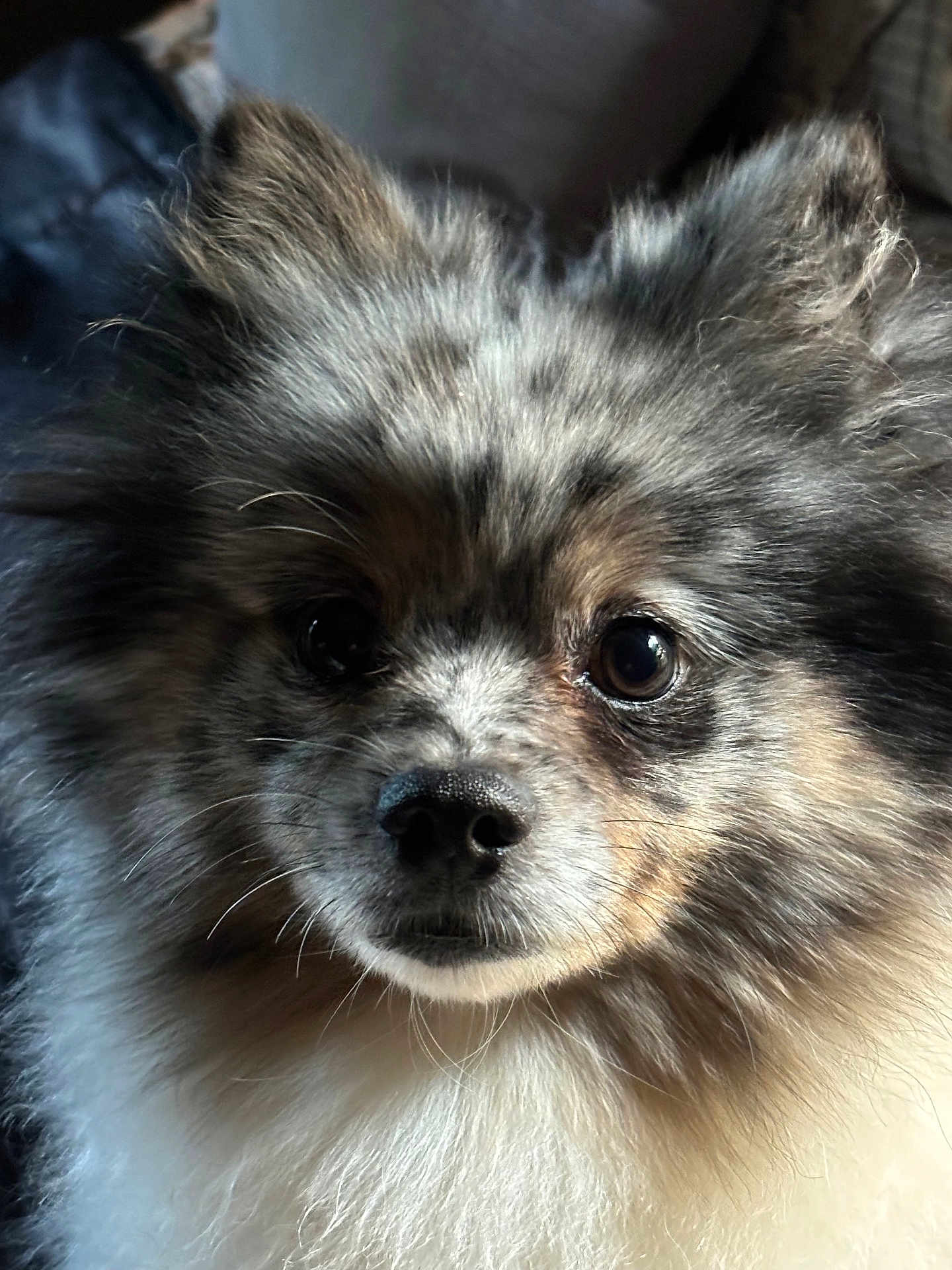 Roxy is registered to the contest to win money with this photo: affenpinscher, animal, canine, chihuahua, cockerspaniel, couch, dog, eskimodog, face, furniture, head, papillon, person, pet, photography, poodle, portrait, puppy, snout, terrier