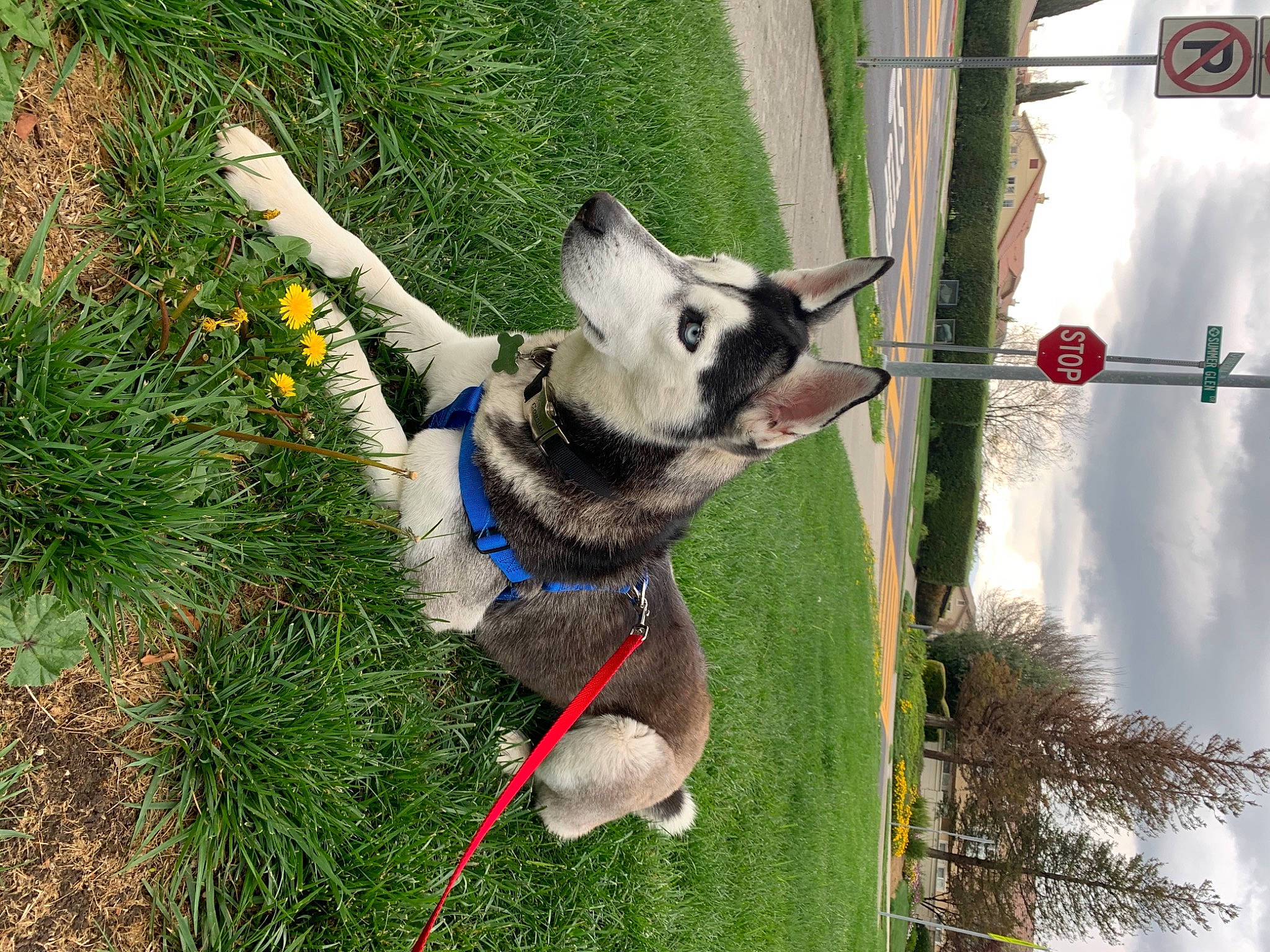 Electra is registered to the contest to win money with this photo: canidae, carnivore, cloud, collar, companion_dog, dog, dog_breed, dog_collar, dog_supply, fashion_accessory, grass, leash, pet_supply, plant, pole, recreation, sky, sporting_group, tree, working_animal