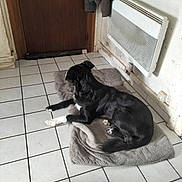 Brice participe au concours pour gagner de l'argent avec cette photo : animal, black_and_white, blanket, coat, corner, dog, domestic, door, floor, fur, heater, home, indoors, laying_down, pet, quiet, relaxed, resting, tile_floor, wall